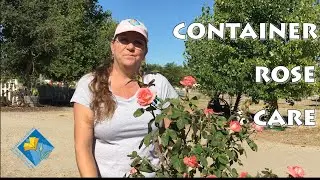 Container Rose Care