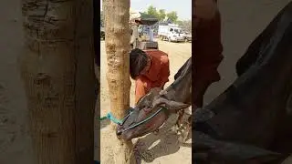 horn trimming 😂hoof trimmer at cow mandi