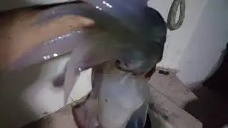 Огромный кальмар1