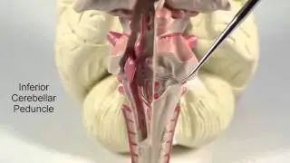 Brain Stem   Pons