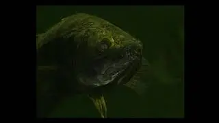 Каким способом атакует свою жертву Обыкновенный судак (European pike-perch) — Sander lucioperca ?