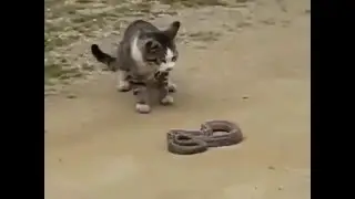 Funny Cats vs Small Spaces Compilation 2016