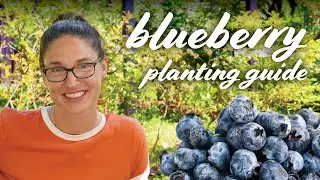 Blueberry Planting Guide: When To Plant, Types, Soil, pH, Fertilizer & More!