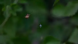 Spider Web shot on Canon EOS R5