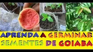 How to Plant Guava in Pots: The Simplest and Easiest Method