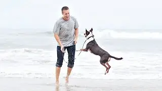 How the ocean lets this blind dog see!