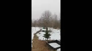 Псковская Природа Просыпается 