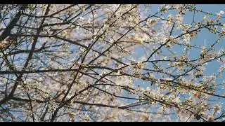 Test Panasonic Lumix S5, V-Log, C4K 25p, 422 10 bit