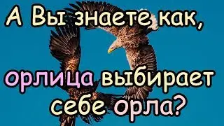 Как Орлица Выбирает Себе Орла для Своих Орлят [Орел и орлица - удивительная пара]