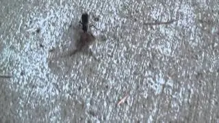 Hunter Wasp Dragging Spider. Оса тащит паука (708sp)