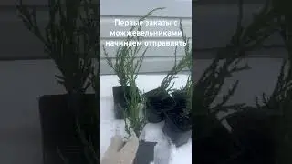 Можжевельник Блю Эрроу (Blue Arrow, Голубая стрела, Синяя стрелка)