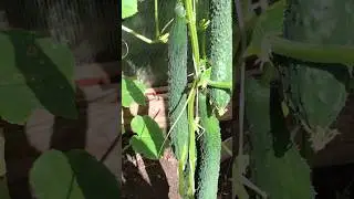 🥒 Огурцы «Русский размер» посадила в первый раз — отличный результат! 