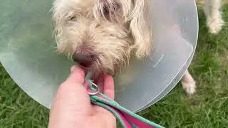 Tiger Lilly's Recovery Begins (Ramapo-Bergen Animal Refuge)