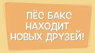Грозный пёс Бакс с другом! ЛЮДЯМ СО СЛАБЫМИ НЕРВАМИ НЕ СМОТРЕТЬ! Чихуахуа играет с кошкой!