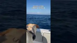 My dog “Fin” met a pod of Killer Whales in San Diego!