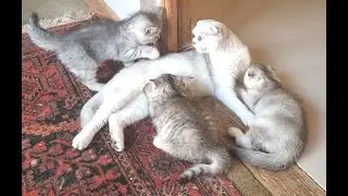 Mom cat scolds kittens and dad cat for not obeying mom, talks and meows