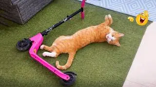 Impossible Not to Laugh 🤣😹 Funniest Cat Clips 2026