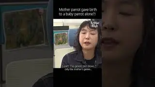 Mother alone gave birth to a baby parrot?! #shorts