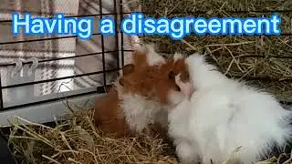 Guinea Pigs fighting. Dominance over litter tray -  Baby guinea pig fight Missy & Toffy then and now