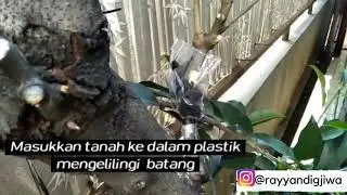 Cara mencangkok pohon sawo
