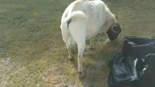 Massive goat sack!