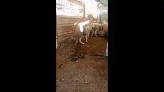تزاوج الأغنام