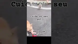 adote um pet