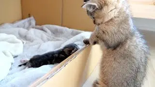 Kitten Kiki acts as a mother when the mother cat is away