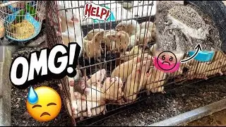 I feel so sorry for these animals.