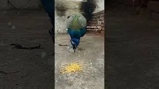 Ram Aayenge 🪔🥰😍🪔 