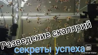 Secrets of angelfish breeding. Spawning, water parameters, and caring for the fry.