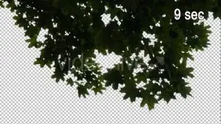 Real Maple Tree Branch with Alpha Channel
