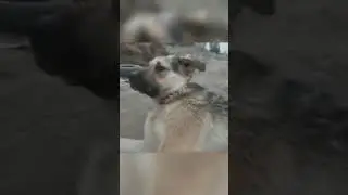 Легендарный Пьеро ищет дом! 
