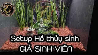 ●Live● : Hướng dẫn làm Hồ thủy sinh đơn giản dành cho học sinh sinh viên