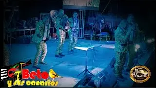 Beto y sus canarios los originales expoferia Palmar chico al estilo de mi rancho