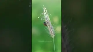 #canonphotography #wildlifephotography #macrophotography #tamilnaduwildlifephotography
