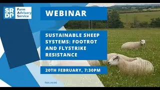 Footrot and Flystrike Resistance: Sustainable Sheep Systems