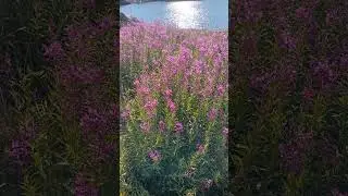 3200 rakımda olağanüstü güzellik #karagöldağı #aygır #lake #giresun 😍