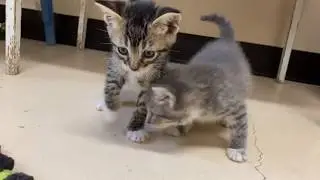 2 FIV+ Kitten Litters