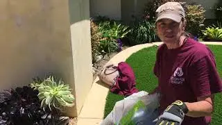 Step by Step Succulent Bed