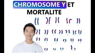 Pourquoi les hommes vivent moins longtemps que les femmes ? En 1min30