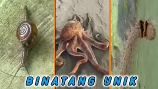 Binatang unik