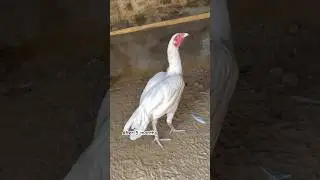 Female white chick 🐥 growing video.#youtube #youtubeshorts