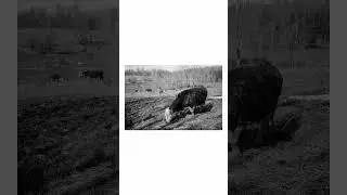 Film photography with Kodak motor ex and ILFORD #film #photography