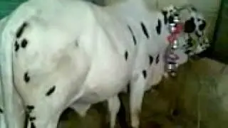 Video000.3gp