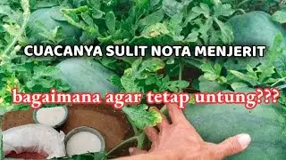 Hemat pupuk dan biaya buah semangka tetap besar... bgaimana caranya???