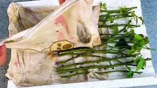 गुलाब की कलम कैसे लगाएं || मात्र 15 दिन में गुलाब का पोधा तैयार करे || गुलाब की कलम #viral #rose