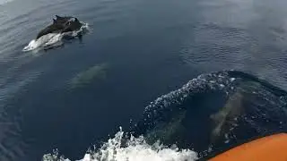 Playful Dolphins of Inopacan Leyte