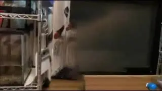 Duck Comes Into Existence and Quacks