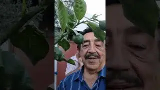Hakkı Bulut & Yağız -  İstanbul'da uçsuz bucaksız bir bahçe, rengarenk çiçekler arasında